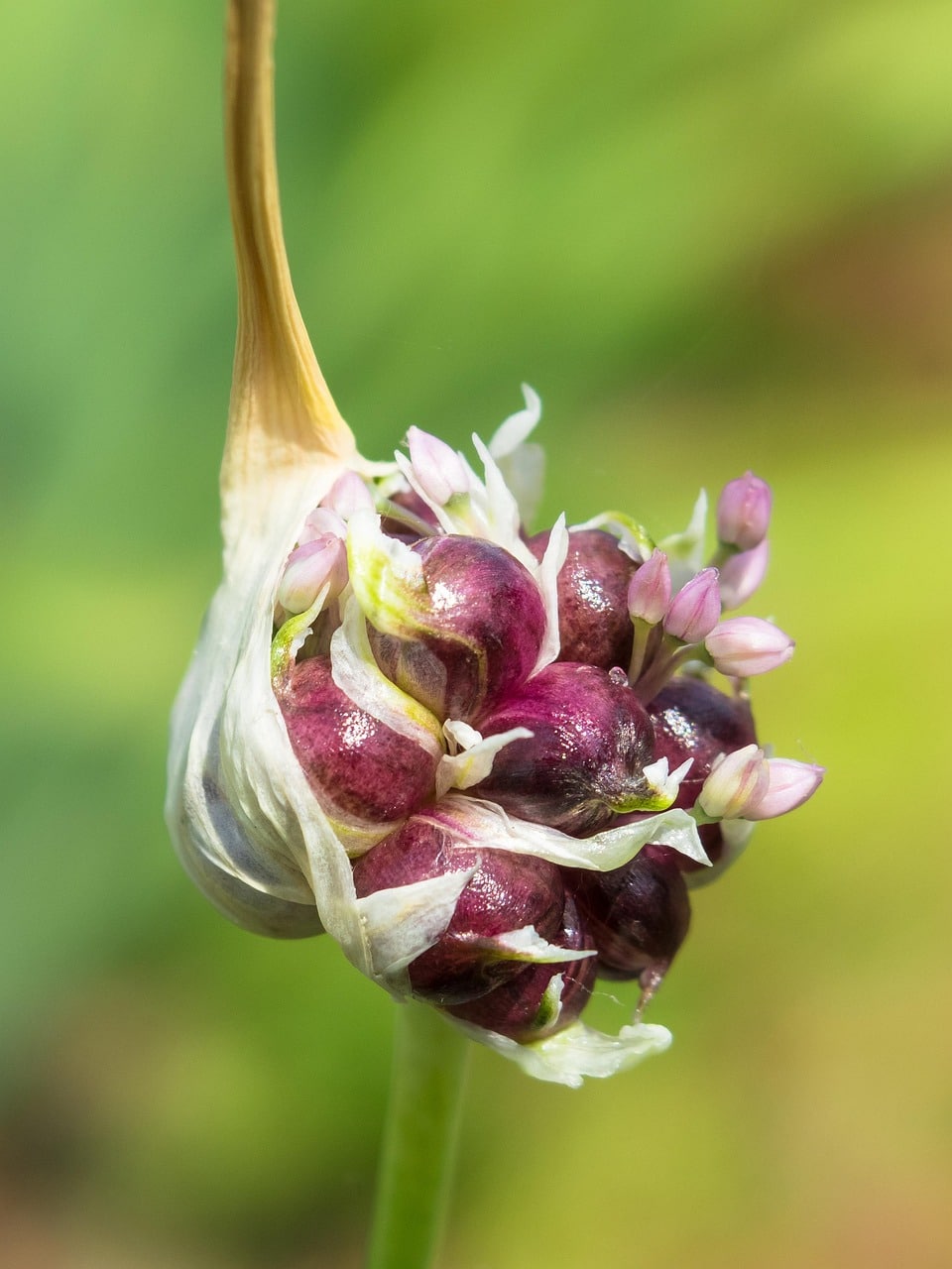 age root, garlic, tuber, wild vegetables, naturopathy, aromatic plant, odor, culinary herbs, herbs, healthy, bio, vegetarian, vegan