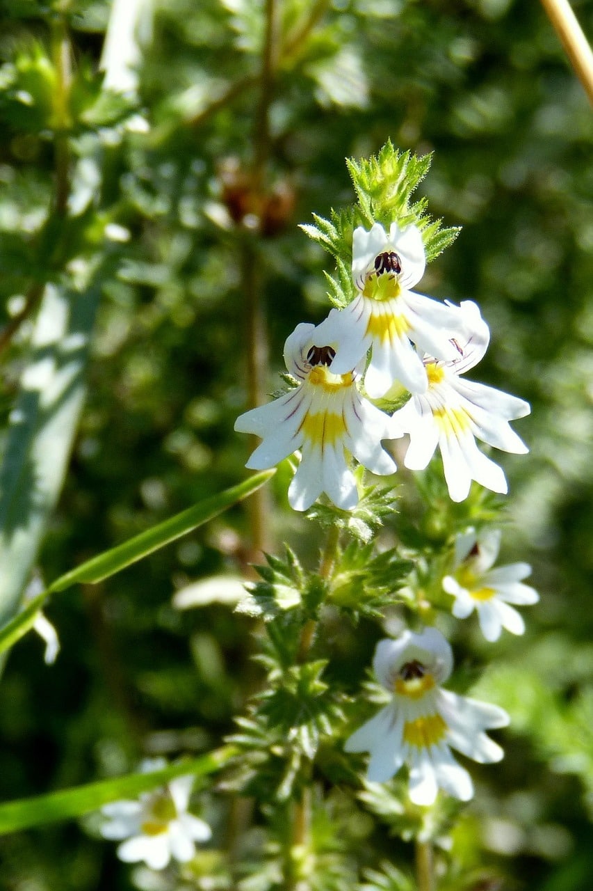 eyebright, euphrasia officinalis, flower, nature, blossom, bloom, white, naturopathy, flower background, beautiful flowers, flower wallpaper, medicinal plant, meadow plant