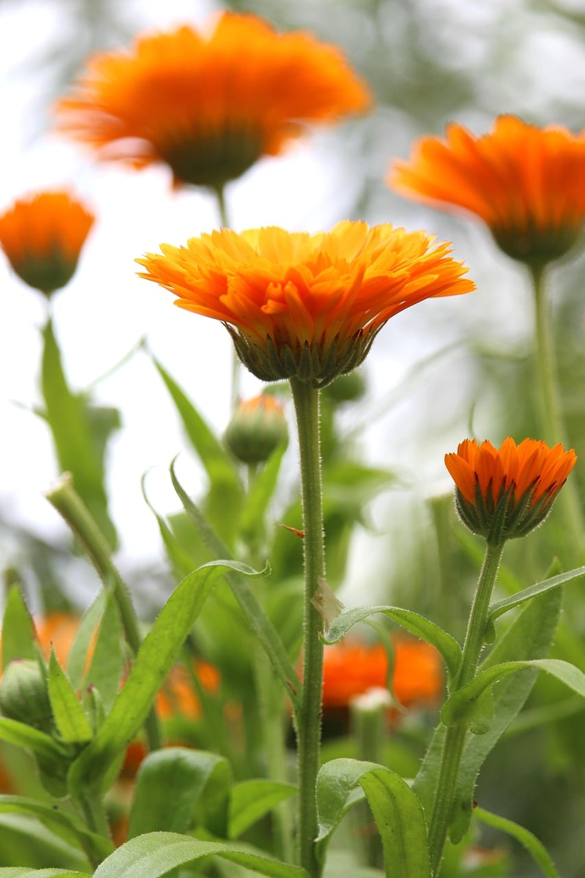 flower, bud, marigold, petals, medicinal plant, naturopathy, flower background, garden, beautiful flowers, flower wallpaper, blooms, nature, flower bed