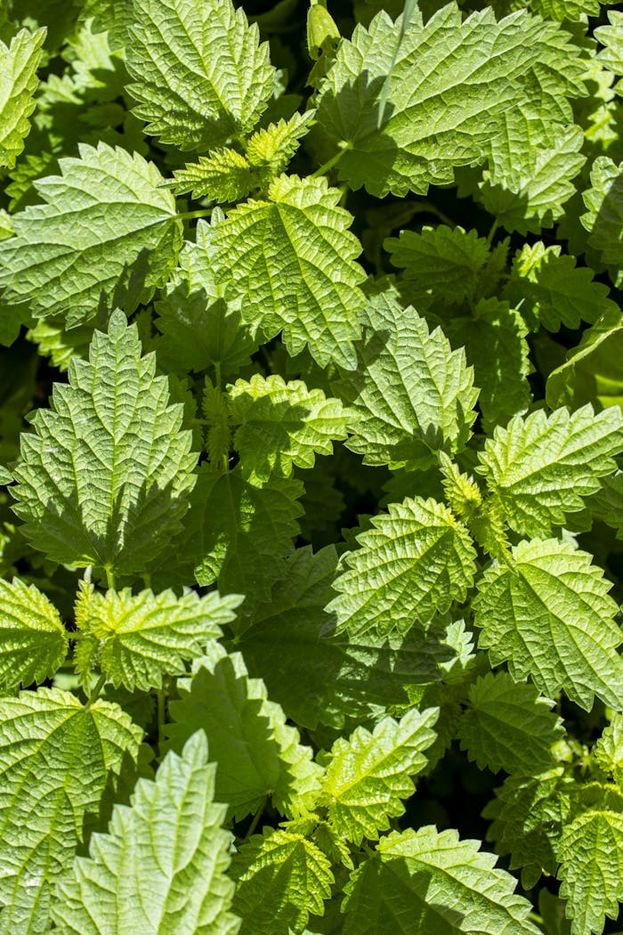 Close-up of green stinging nettle leaves in a sunlit garden.