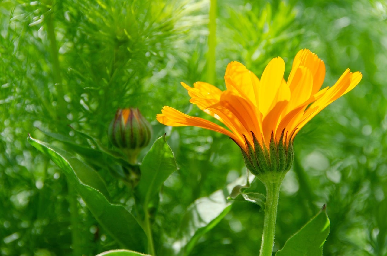 portfolio-02 marigold, nature, blossom, bloom, medicinal plant, orange, garden, natural cosmetics, naturopathy, asteraceae, sunshine, bud