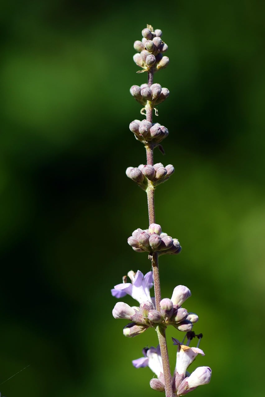 monk pepper, agnus castus, medicinal herb, medicinal plant, medicinal herbs, blossom, bloom, nature, naturopathy, healthy, herbal medicine, wild plant, plant, macro, stem, inflorescence, bud, sunlight, healing, herb, agnus castus, agnus castus, agnus castus, agnus castus, agnus castus