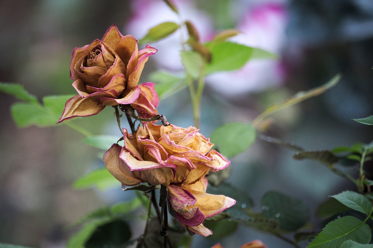 pink, dry, fragrance, petals, naturopathy